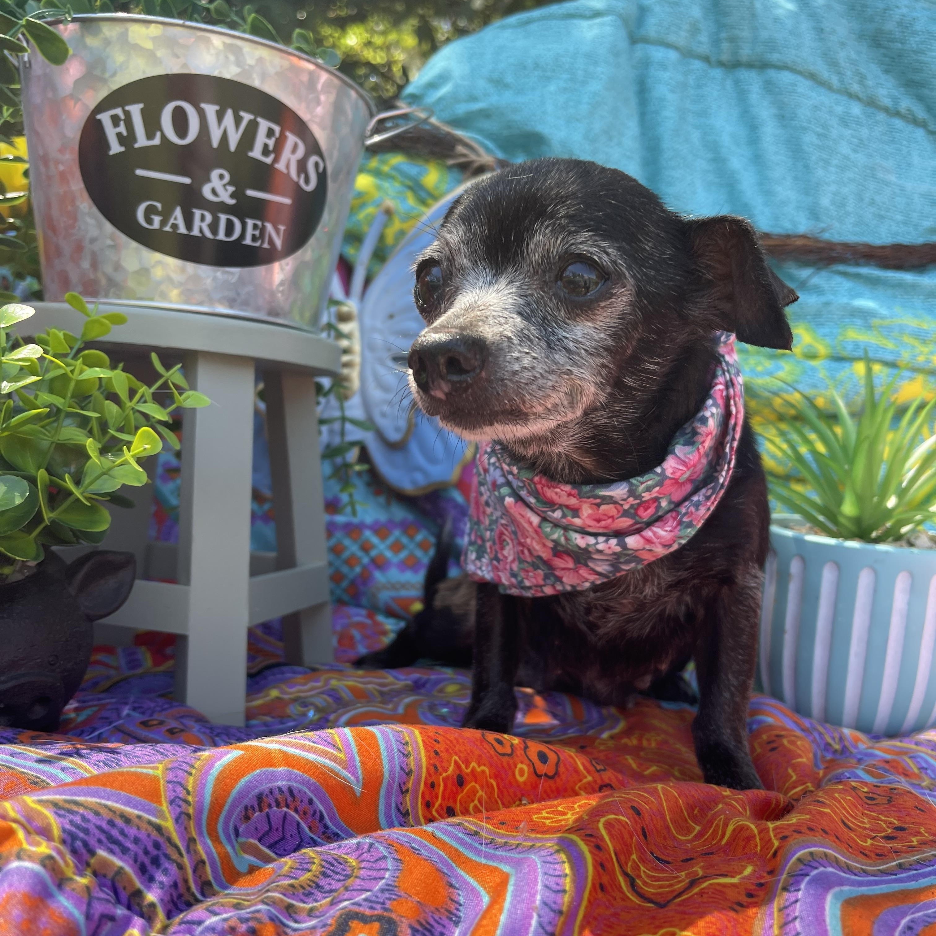 Enlarge Baby, an adopted Chihuahua in Sebring, FL image 4/4