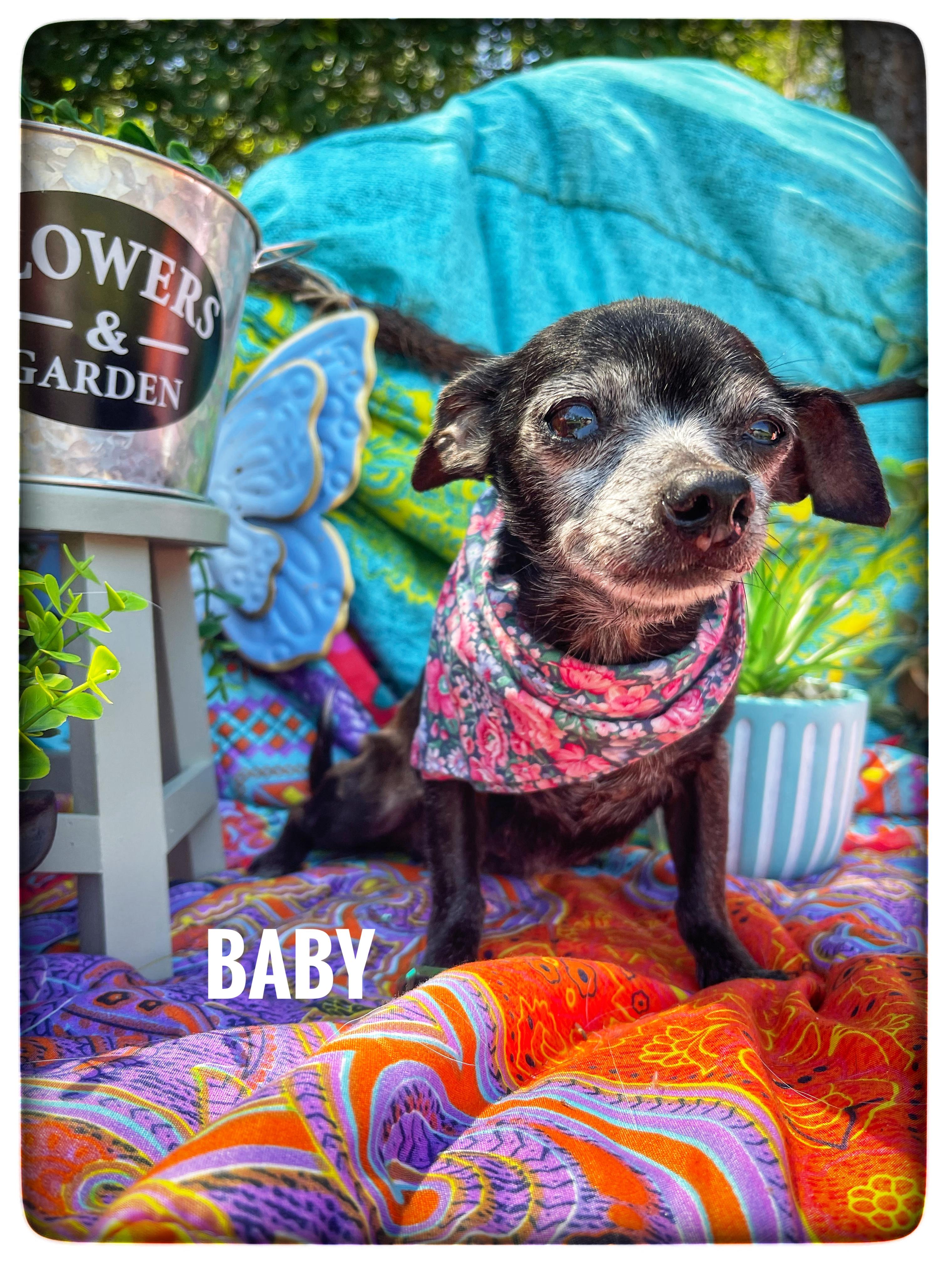 Enlarge Baby, an adopted Chihuahua in Sebring, FL image 1/4