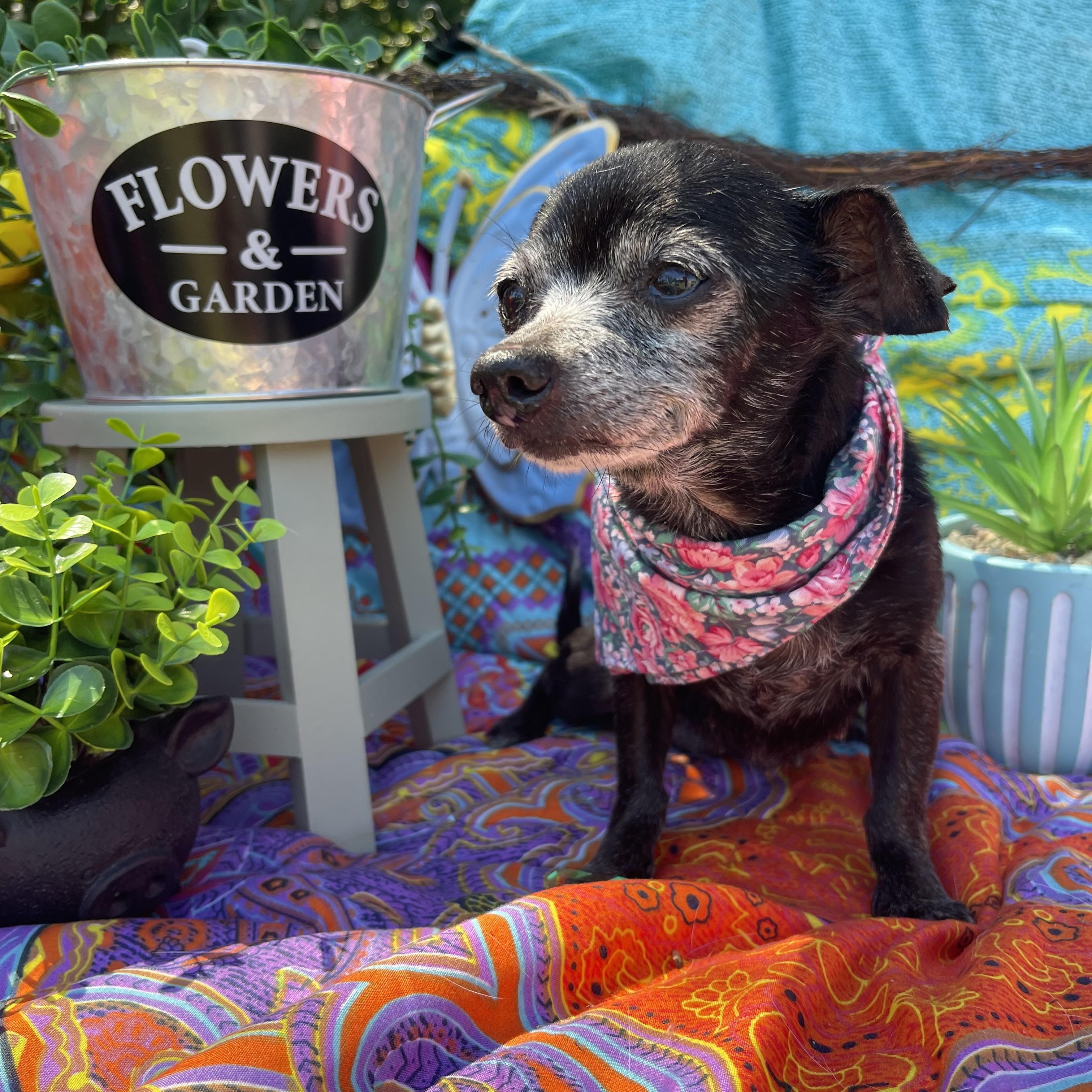 Enlarge Baby, an adopted Chihuahua in Sebring, FL image 2/4