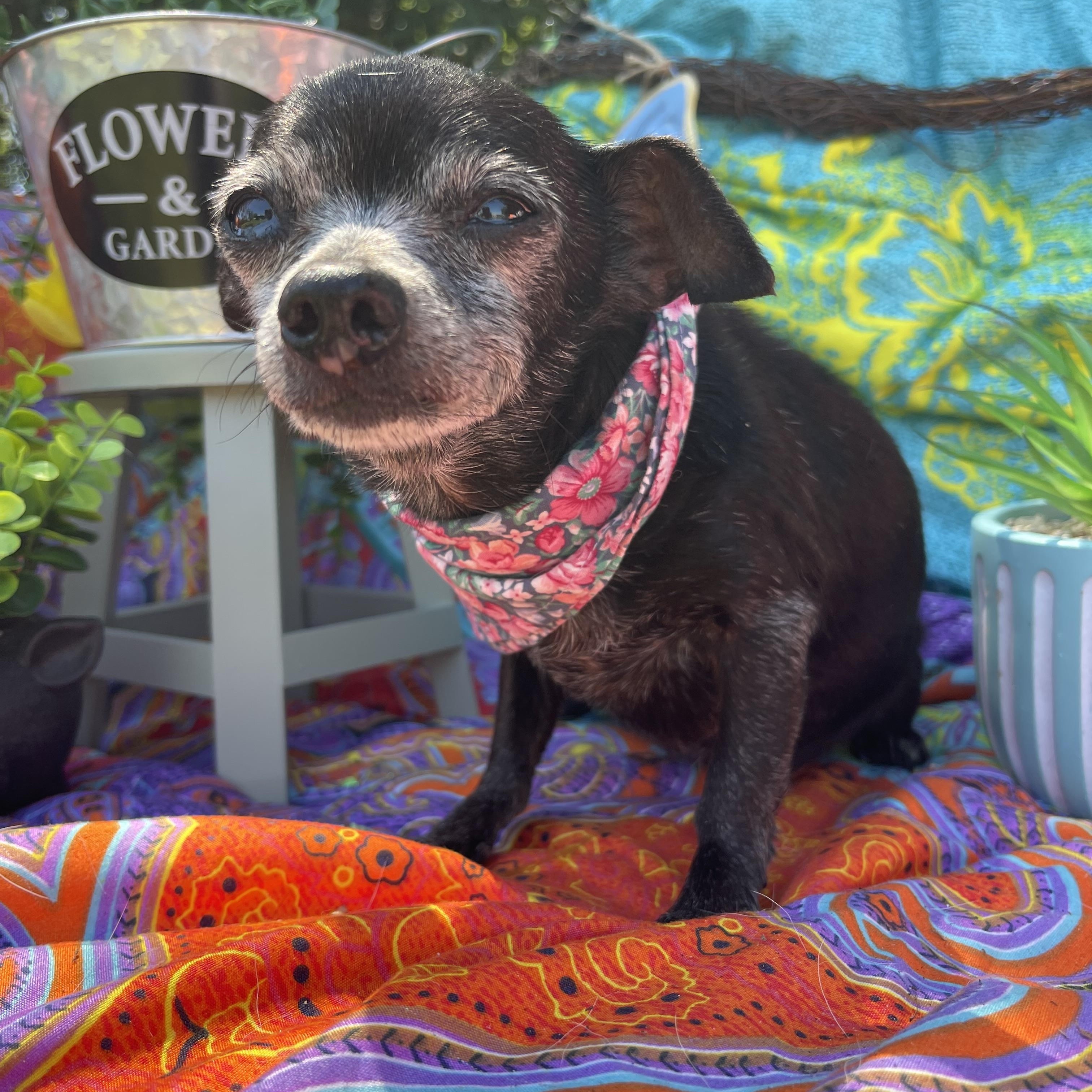 Enlarge Baby, an adopted Chihuahua in Sebring, FL image 3/4