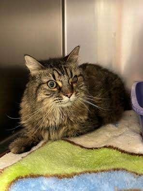 MINNIE, an adoptable Domestic Long Hair in Ironwood, MI, 49938 | Photo Image 2