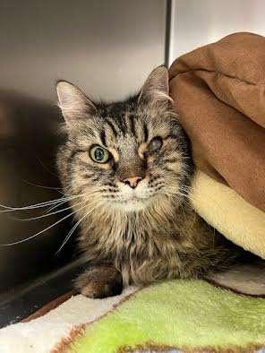 MINNIE, an adoptable Domestic Long Hair in Ironwood, MI, 49938 | Photo Image 1