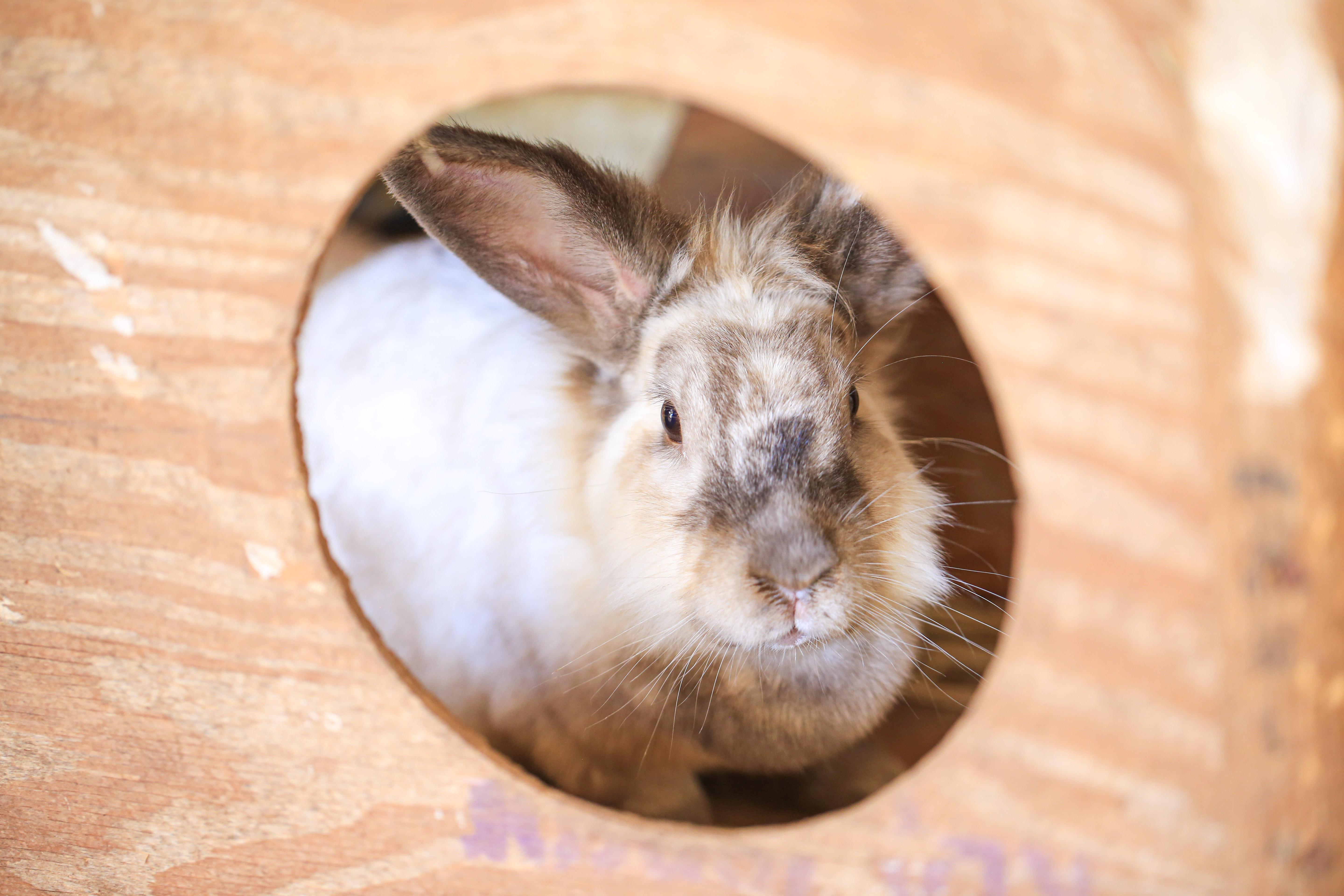 Enlarge Zippi, a Adopted mixed breed in Grass Valley, CA image 2/2