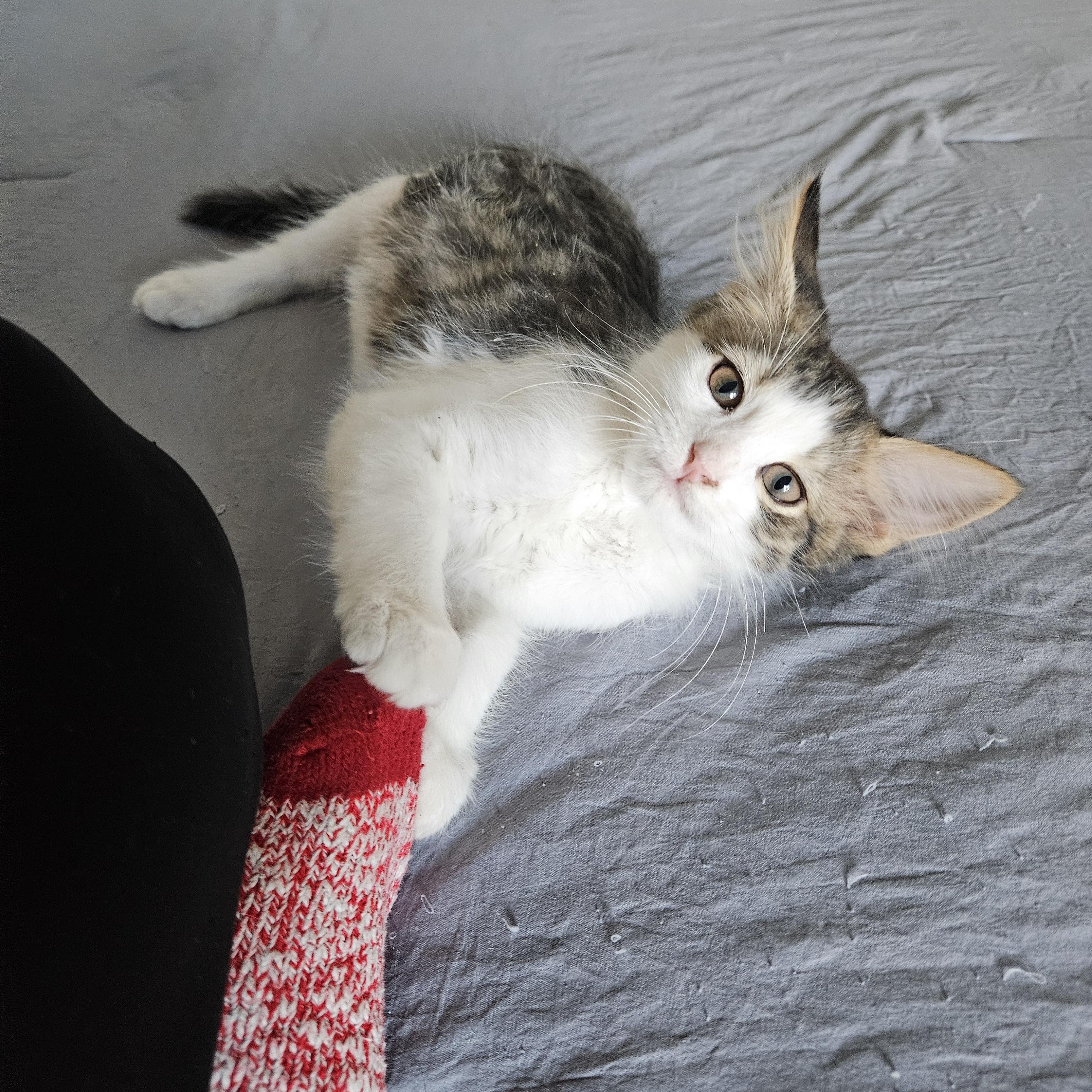 Enlarge Mystery, a Adoptable mixed breed in Chicago, IL image 4/4