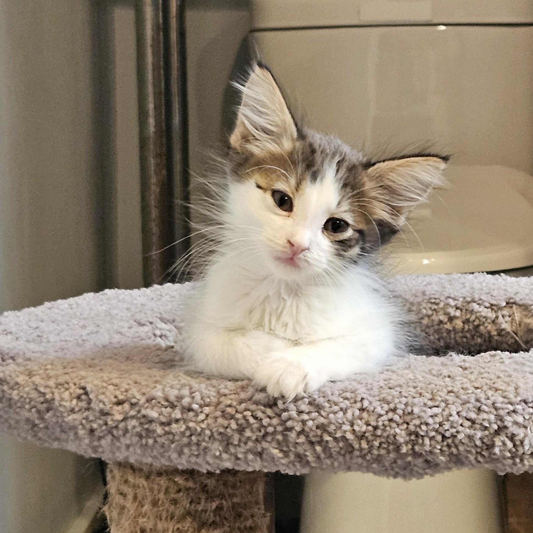 Enlarge Mystery, a Adoptable mixed breed in Chicago, IL image 1/4