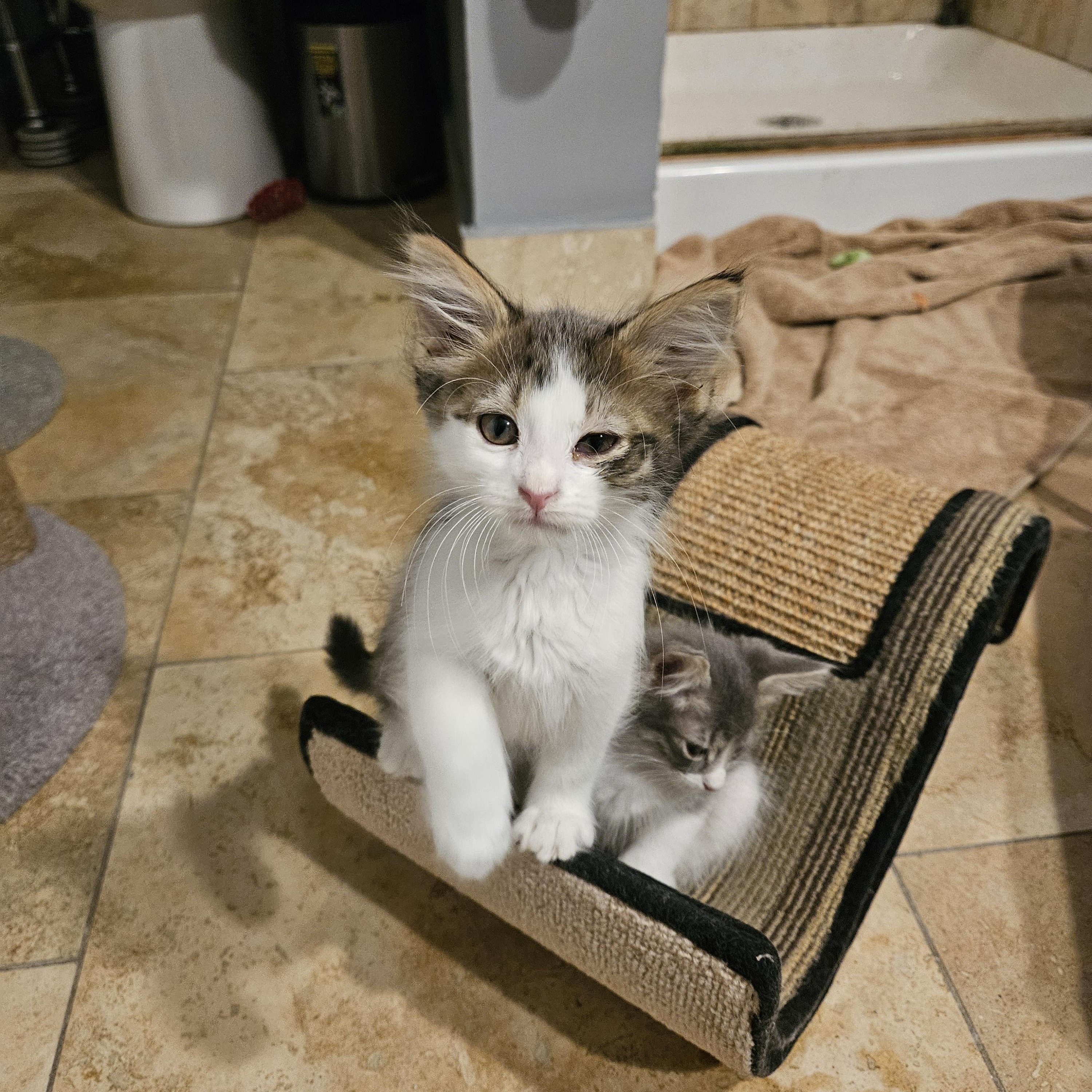 Enlarge Mystery, a Adoptable mixed breed in Chicago, IL image 3/4