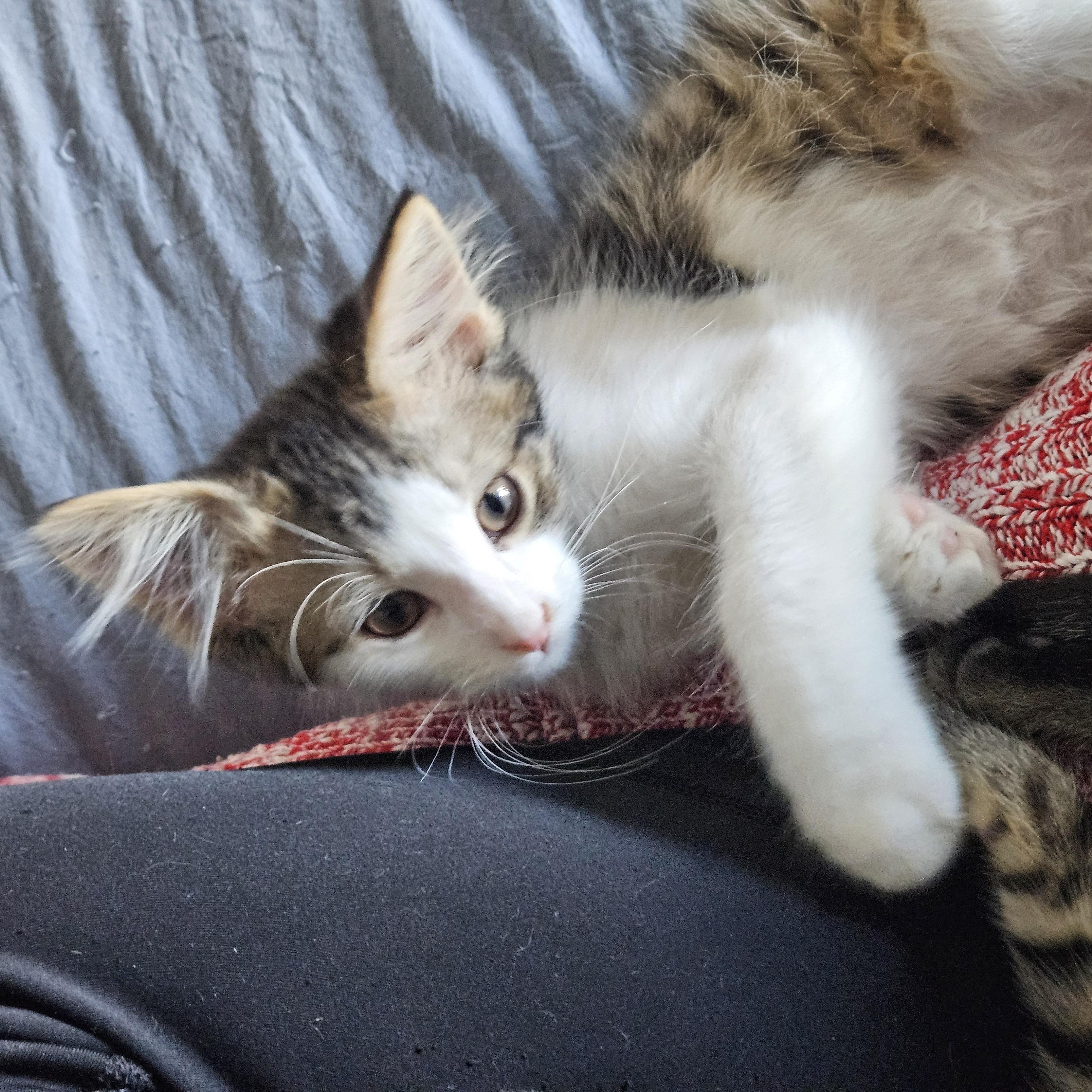 Enlarge Mystery, a Adoptable mixed breed in Chicago, IL image 2/4