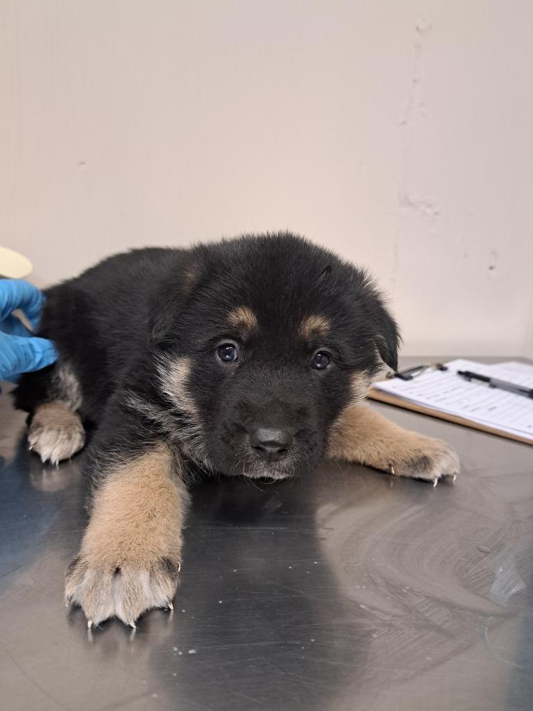 James, Adoptable, Puppy Male German Shepherd Dog & Great Pyrenees.