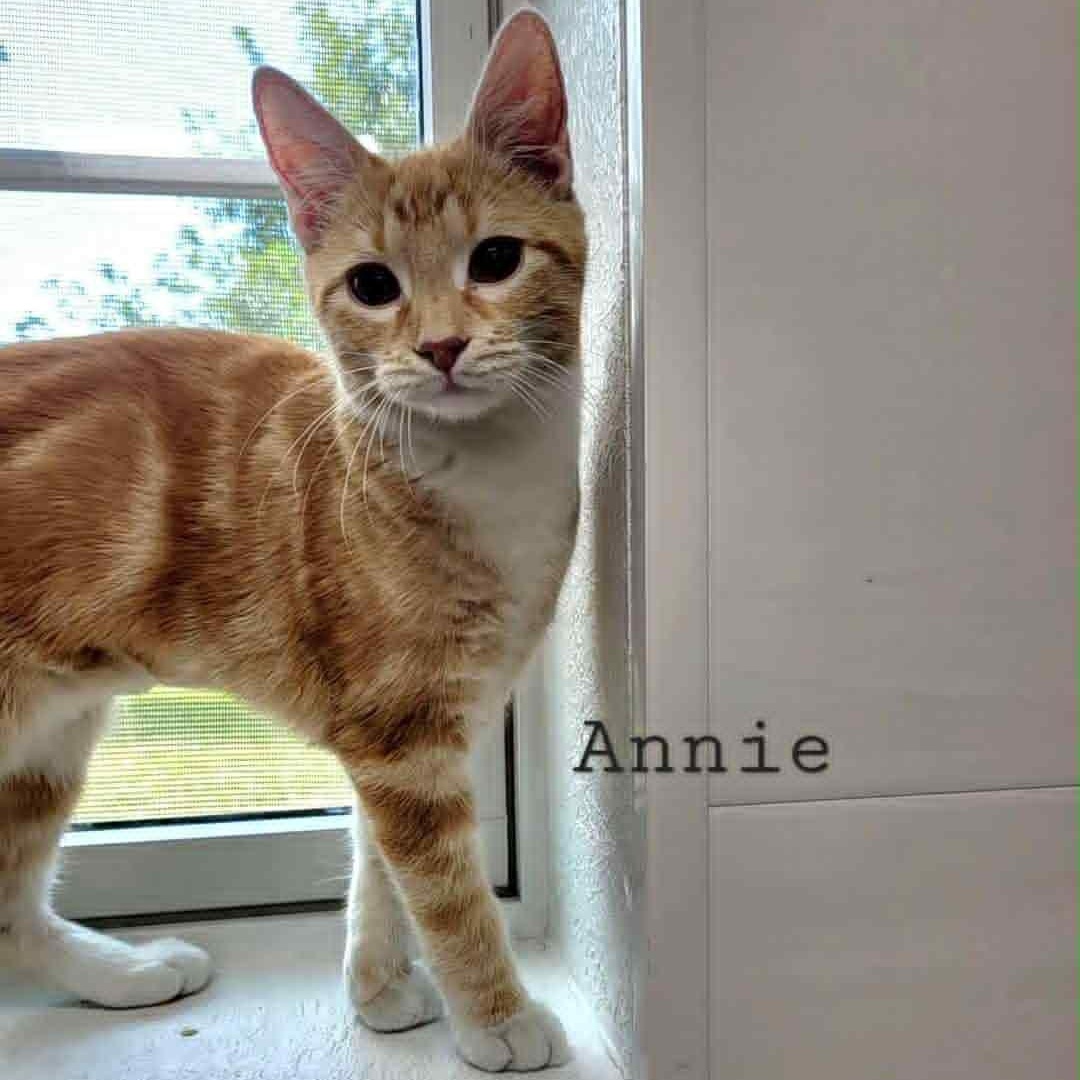 Enlarge Annie, a Adoptable Tabby in Rushville, IL image 1/1