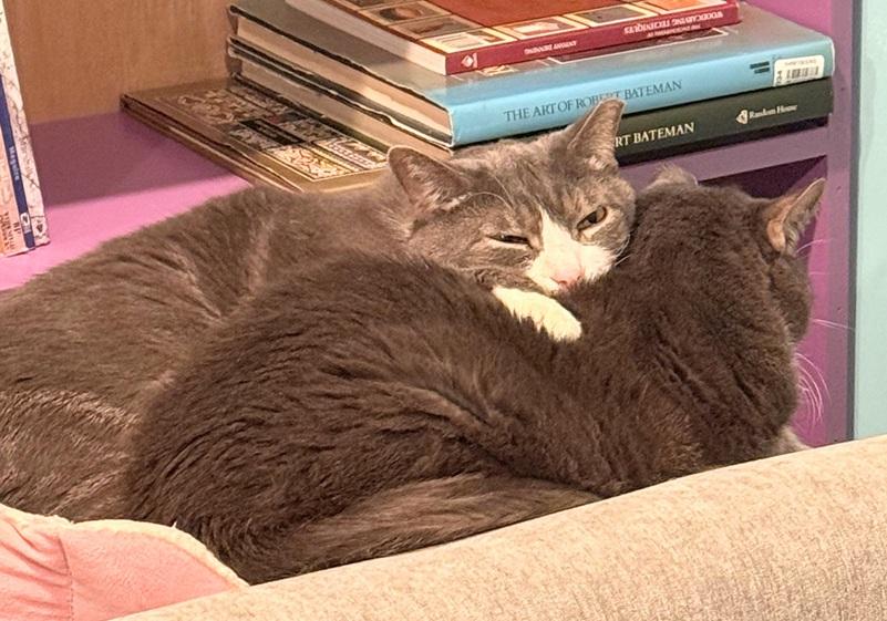 Enlarge Charlie and Gino, a Adoptable Domestic Short Hair in Melrose, MA image 4/5