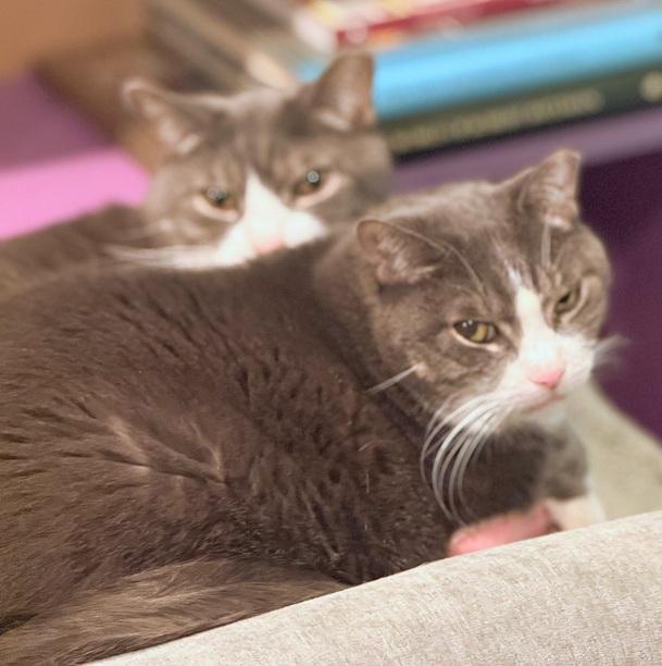 Enlarge Charlie and Gino, a Adoptable Domestic Short Hair in Melrose, MA image 1/5