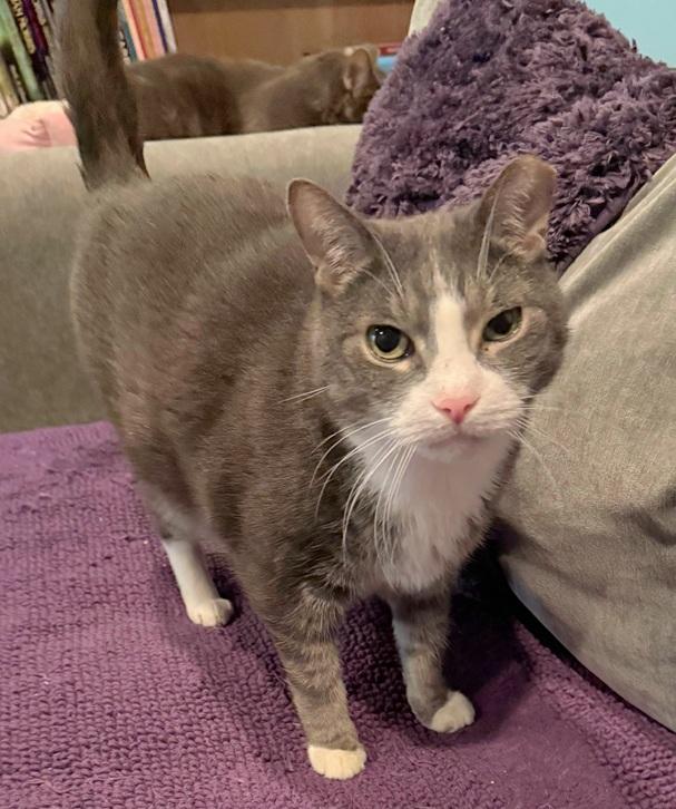 Enlarge Charlie and Gino, a Adoptable Domestic Short Hair in Melrose, MA image 3/5