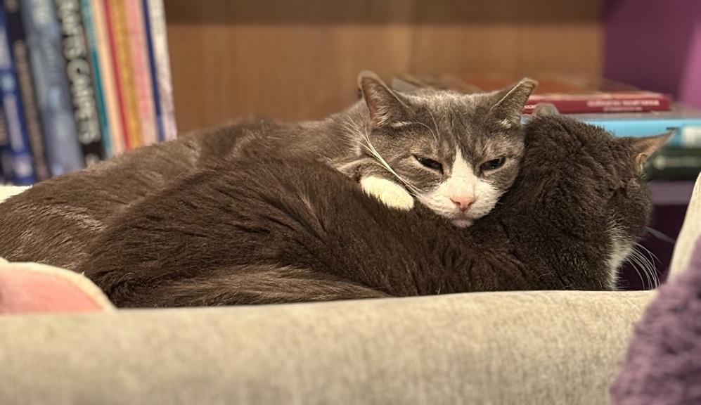 Enlarge Charlie and Gino, a Adoptable Domestic Short Hair in Melrose, MA image 2/5