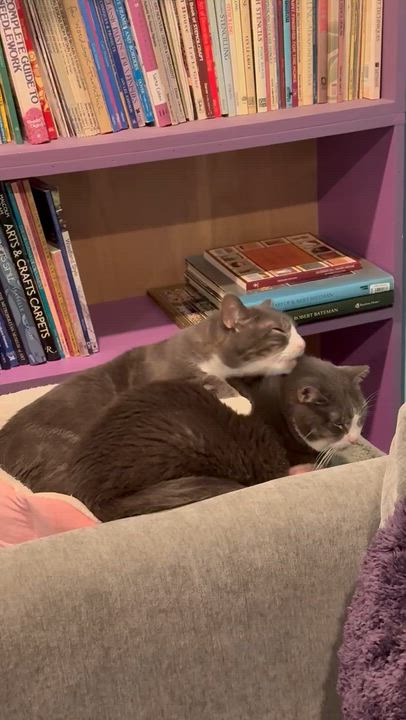 Enlarge Charlie and Gino, a Adoptable Domestic Short Hair in Melrose, MA video 5/5