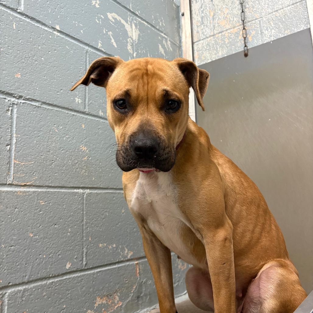 Joanne, Adoptable, Adult Female Pit Bull Terrier.