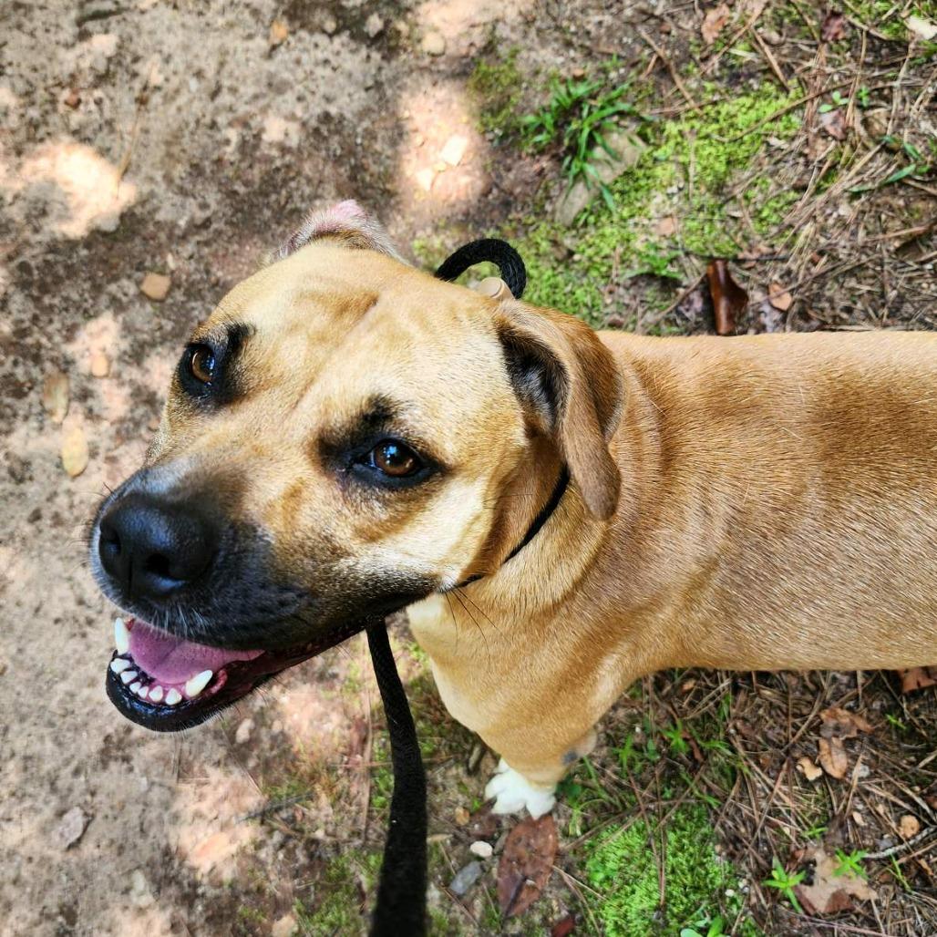 Enlarge Joanne, a Adoptable Pit Bull Terrier in Columbus, NC image 2/6