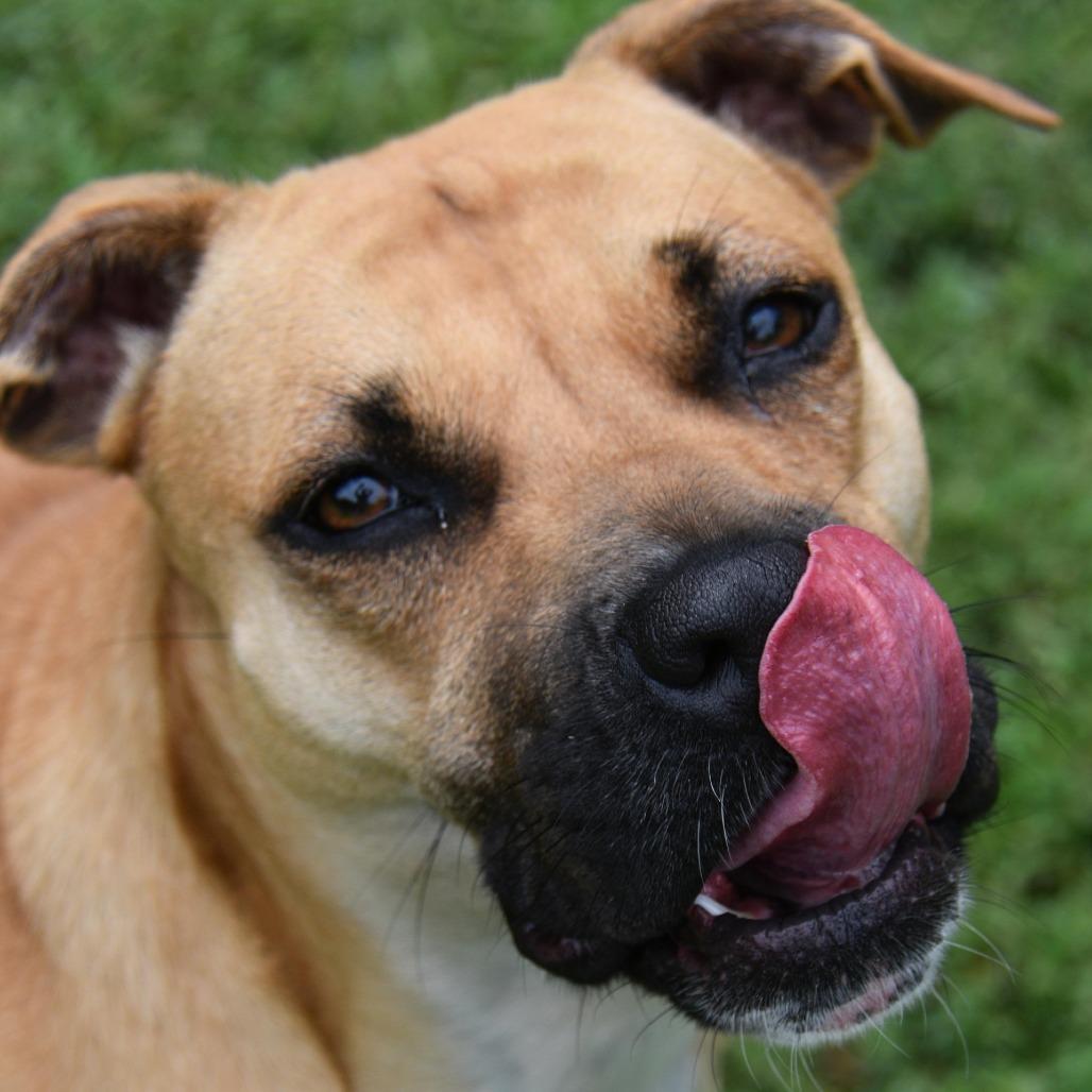 Enlarge Joanne, a Adoptable Pit Bull Terrier in Columbus, NC image 3/6