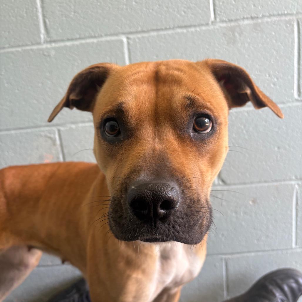 Enlarge Joanne, a Adoptable Pit Bull Terrier in Columbus, NC image 4/6