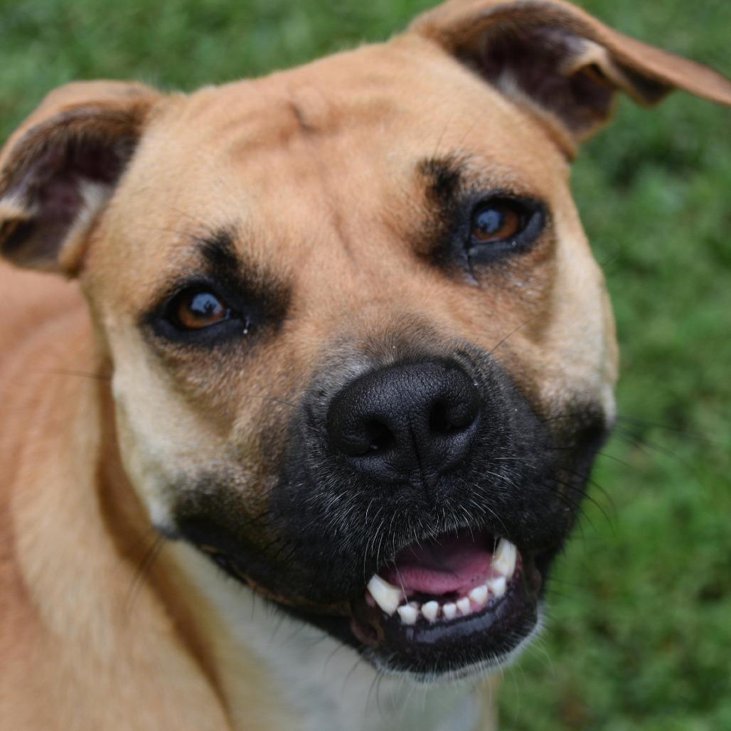 Enlarge Joanne, a Adoptable Pit Bull Terrier in Columbus, NC image 5/6