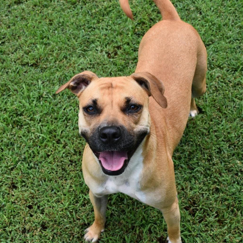 Enlarge Joanne, a Adoptable Pit Bull Terrier in Columbus, NC image 6/6