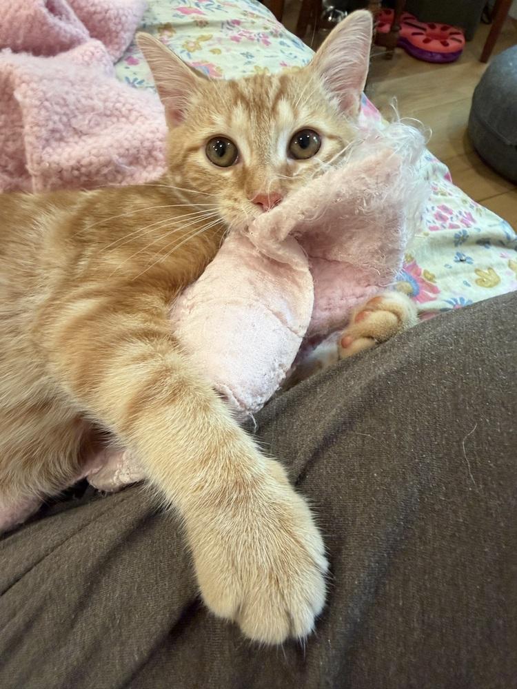 Prince Harry, Adoptable, Young Male Tabby.