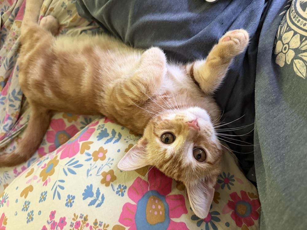 Enlarge Prince Harry, a Adoptable mixed breed in Warren, CT image 3/6