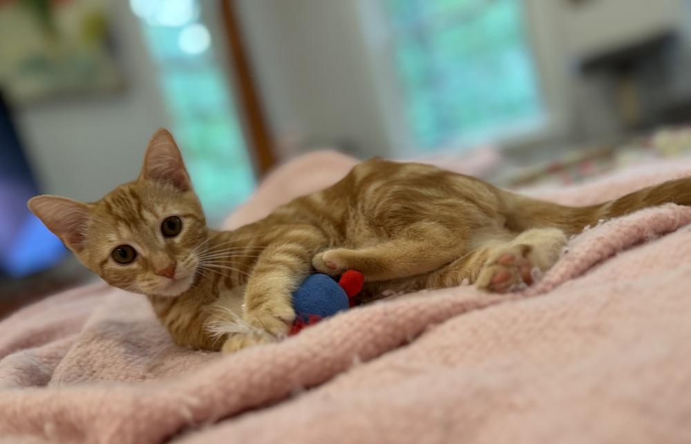 Enlarge Prince Harry, a Adoptable mixed breed in Warren, CT image 4/6