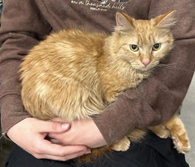 Winnie, ADOPTABLE, Adult Female Domestic Long Hair.