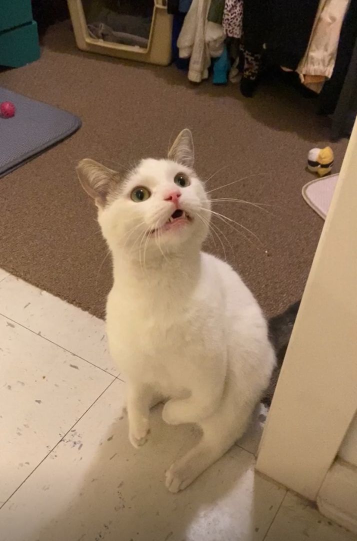 Rexy, adoptable, Young Male Domestic Short Hair & American Shorthair.