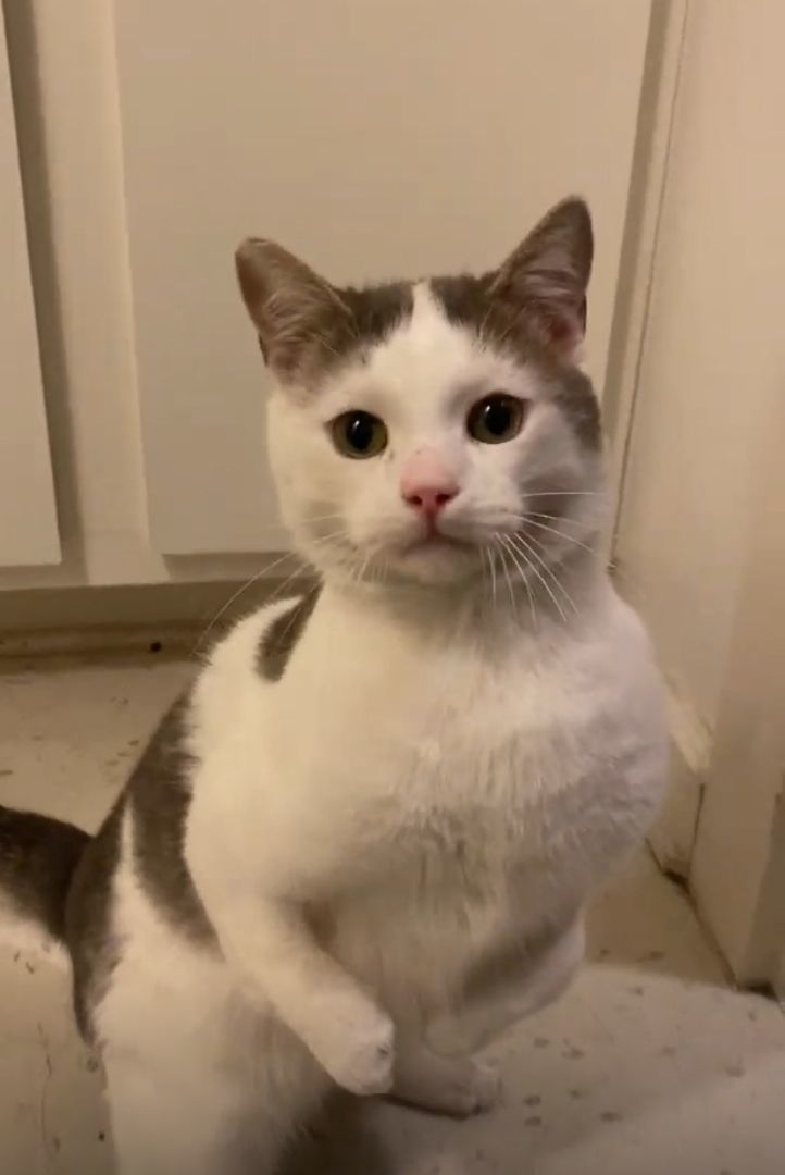 Enlarge Rexy, an adoptable mixed breed in Austin, TX image 2/4