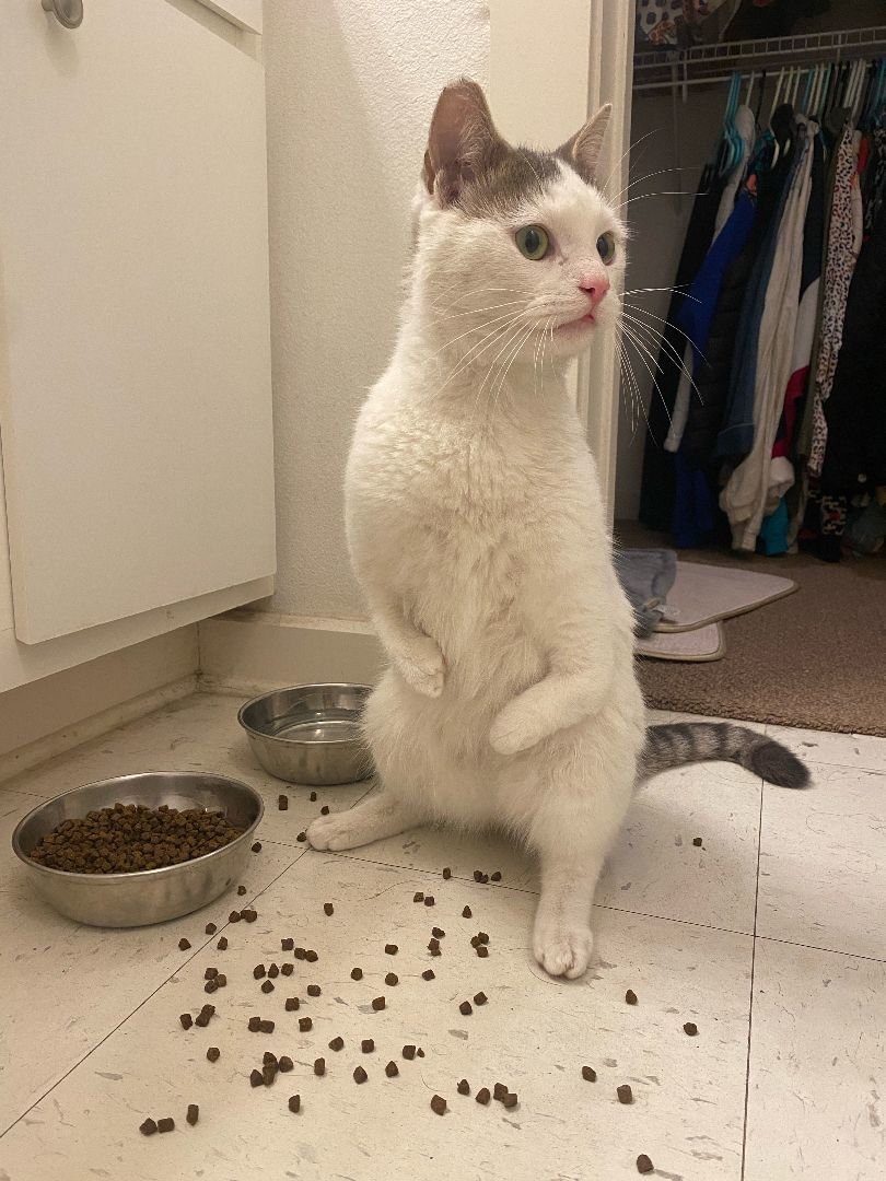 Enlarge Rexy, an adoptable mixed breed in Austin, TX image 3/4