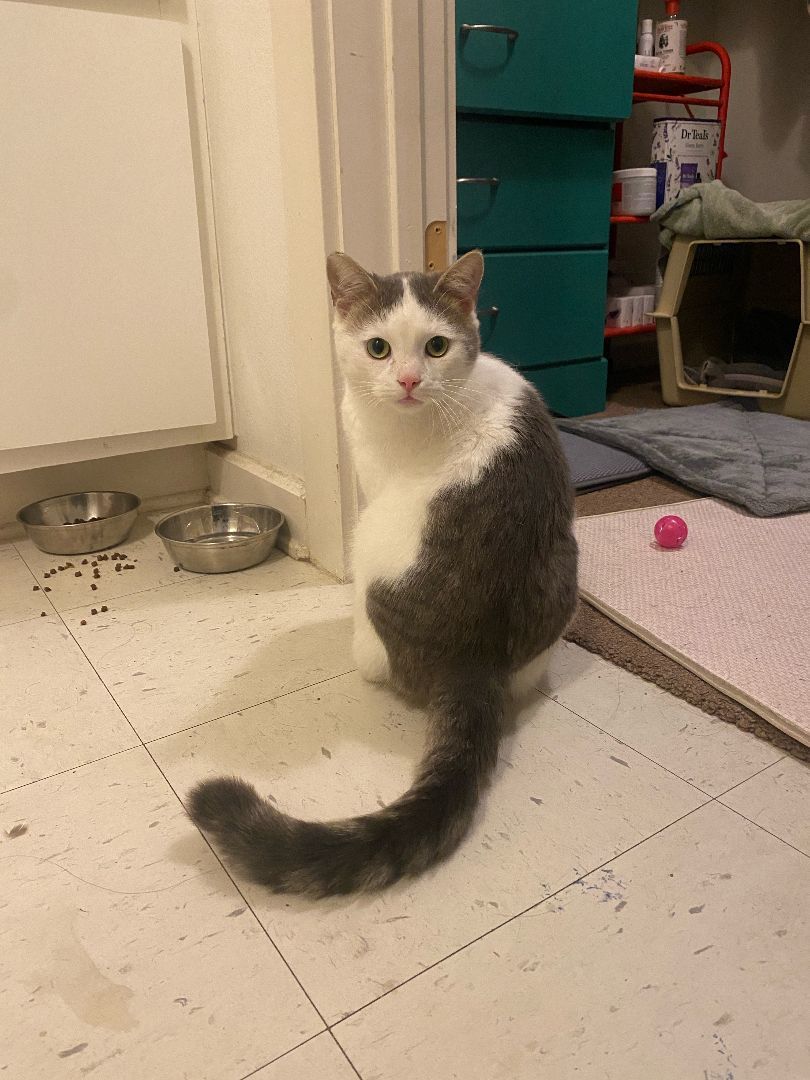 Enlarge Rexy, an adoptable mixed breed in Austin, TX image 4/4