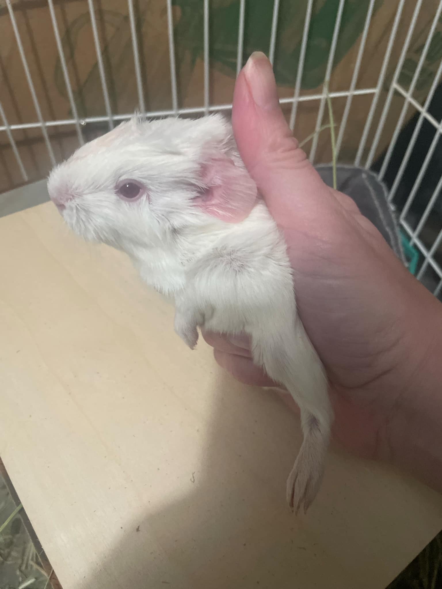 Guinea Pig for adoption Jello's Baby, Hedwig, a Guinea Pig in Eagle