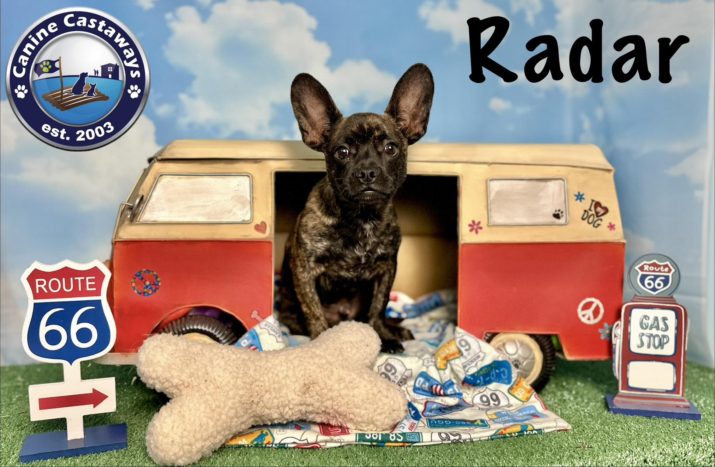 Radar, a ADOPTABLE mixed breed in Arcadia, FL image 5/5