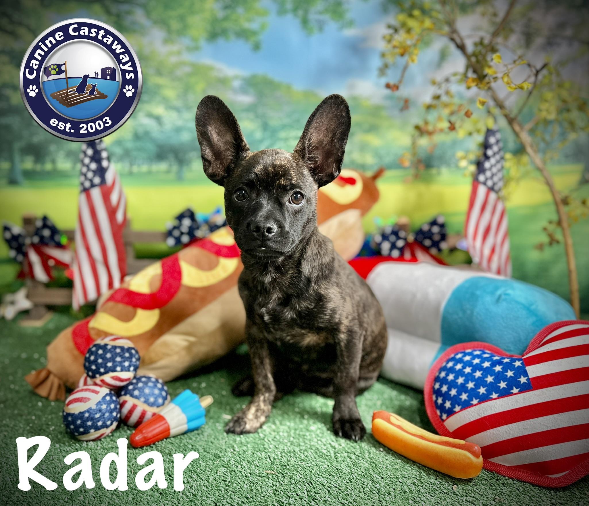 Radar, a ADOPTABLE mixed breed in Arcadia, FL image 1/5