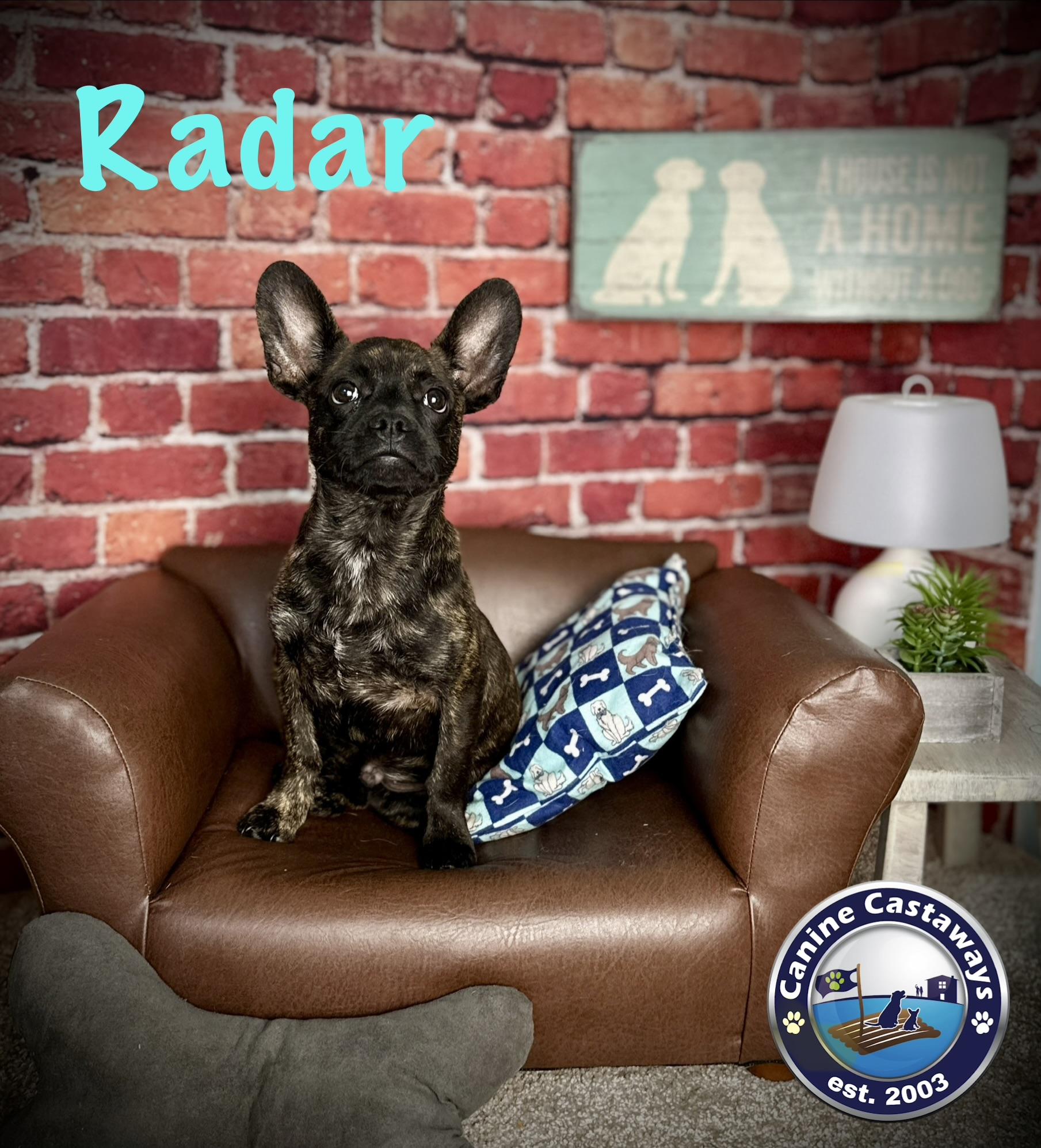 Radar, a ADOPTABLE mixed breed in Arcadia, FL image 2/5