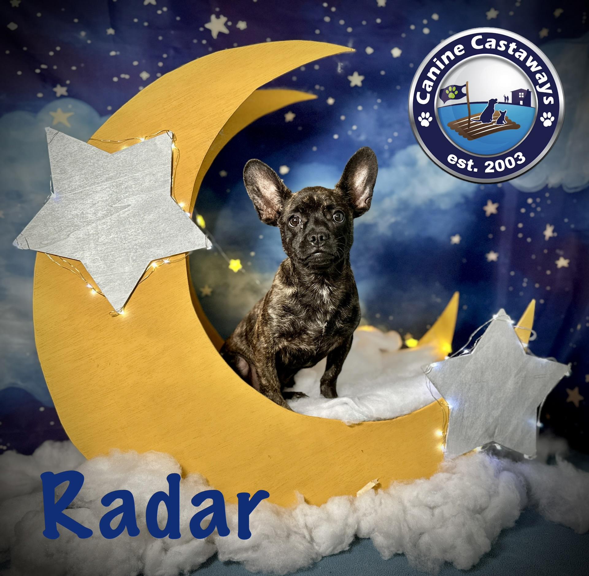 Radar, a ADOPTABLE mixed breed in Arcadia, FL image 4/5