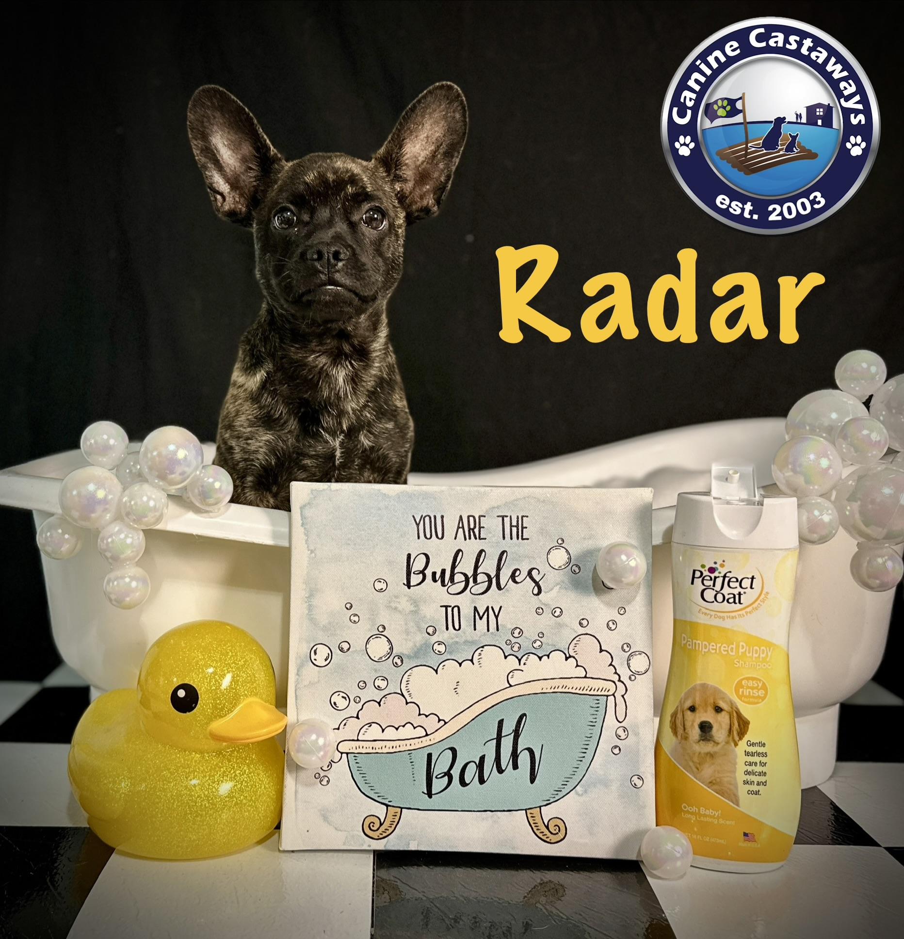 Radar, a ADOPTABLE mixed breed in Arcadia, FL image 3/5