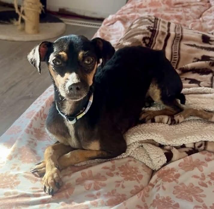 Enlarge Buddy, a ADOPTABLE mixed breed in Calgary, AB image 1/5