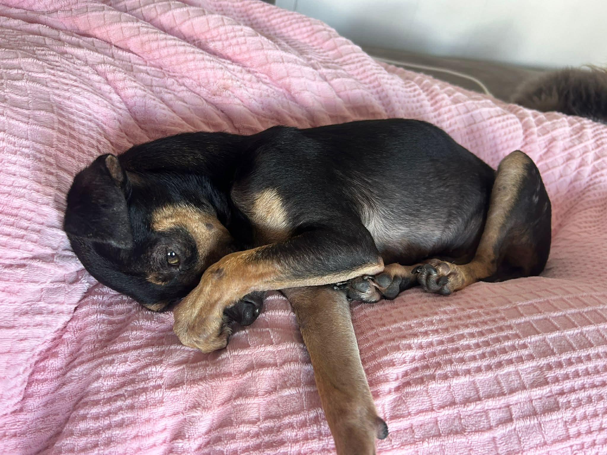Enlarge Buddy, a ADOPTABLE mixed breed in Calgary, AB image 4/5