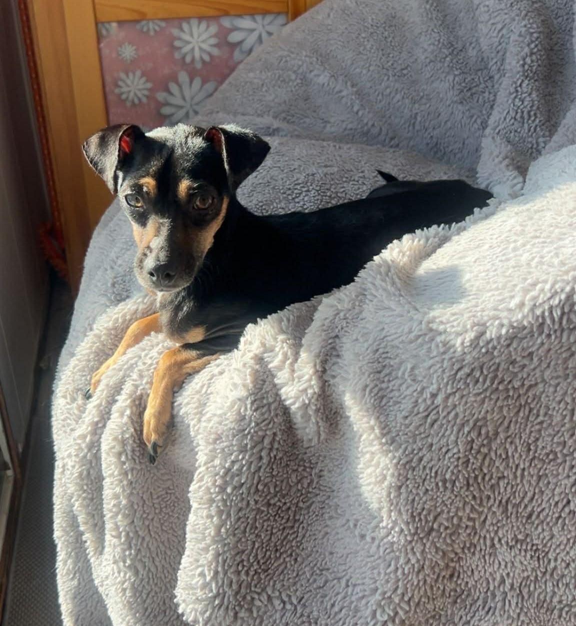 Enlarge Buddy, a ADOPTABLE mixed breed in Calgary, AB image 2/5