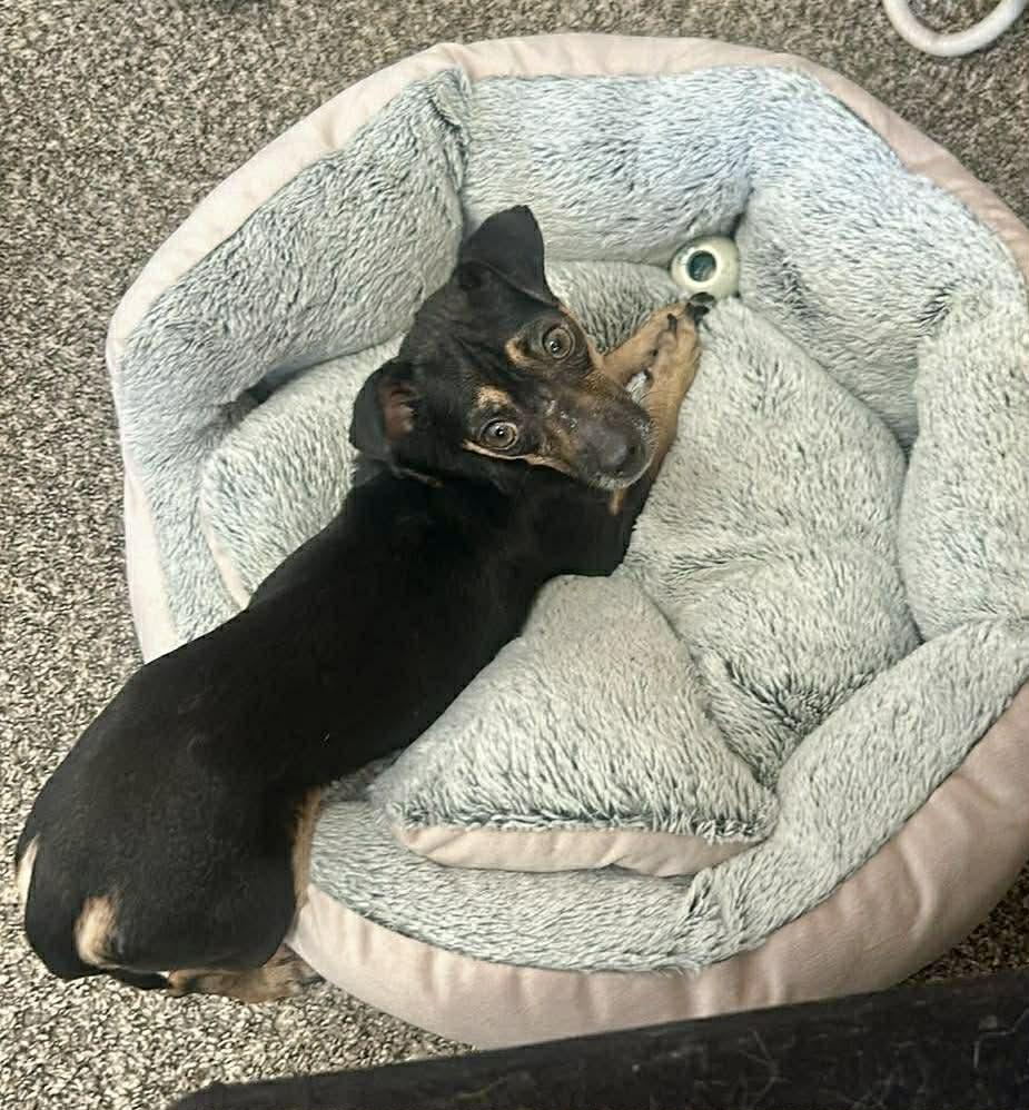 Enlarge Buddy, a ADOPTABLE mixed breed in Calgary, AB image 3/5