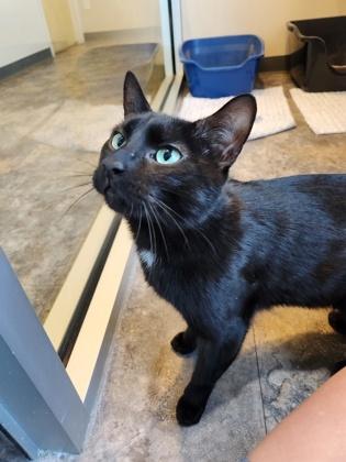 Jinx, an adopted Domestic Short Hair in Missoula, MT image 2/2