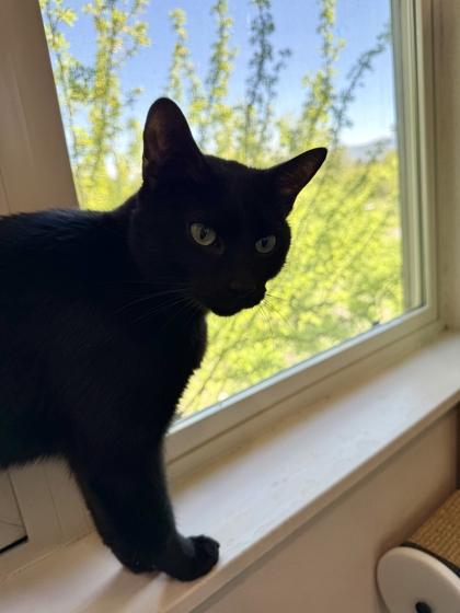 Jinx, an adopted Domestic Short Hair in Missoula, MT image 1/2