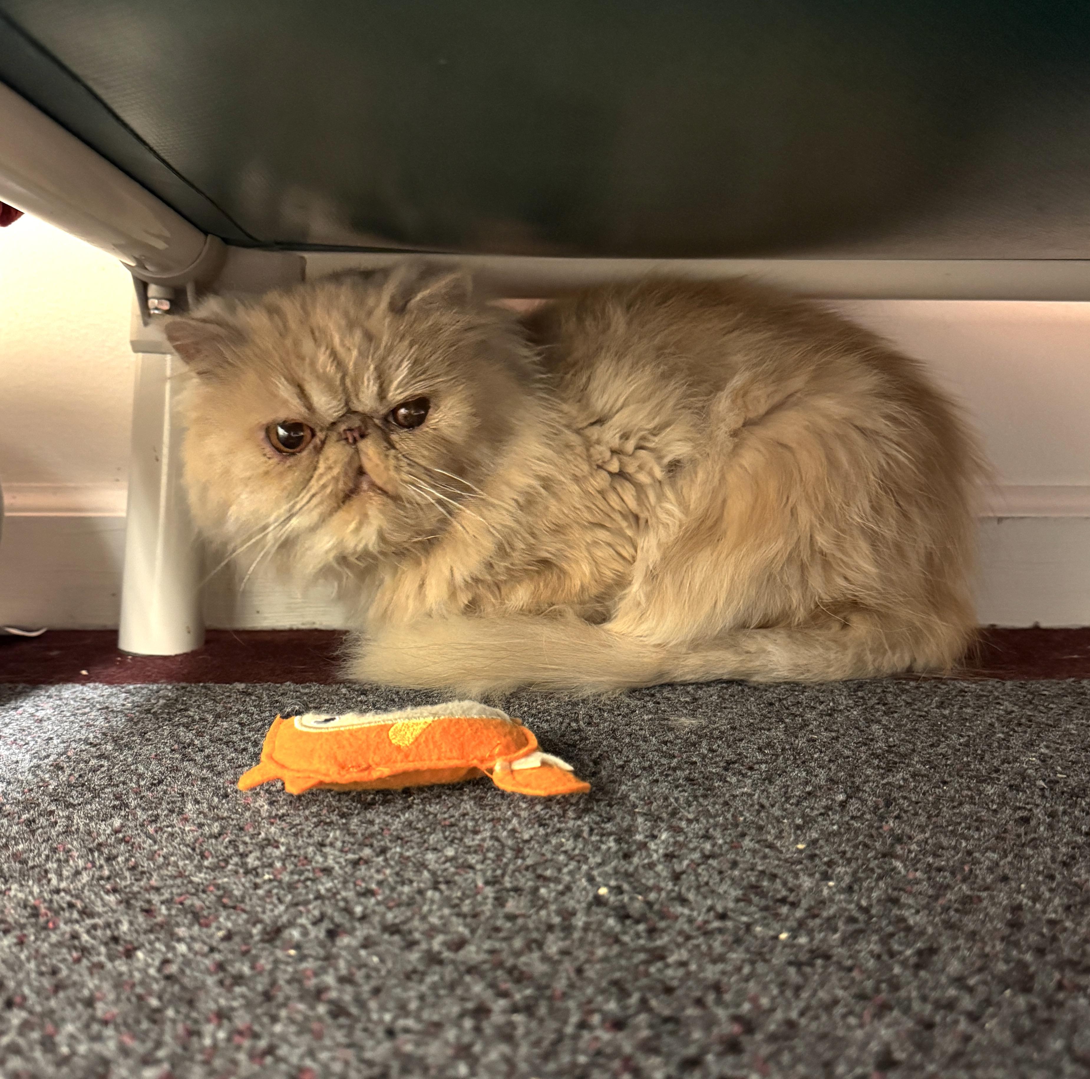 Enlarge Biscotti, a Adopted Persian in Albany, NY image 2/4