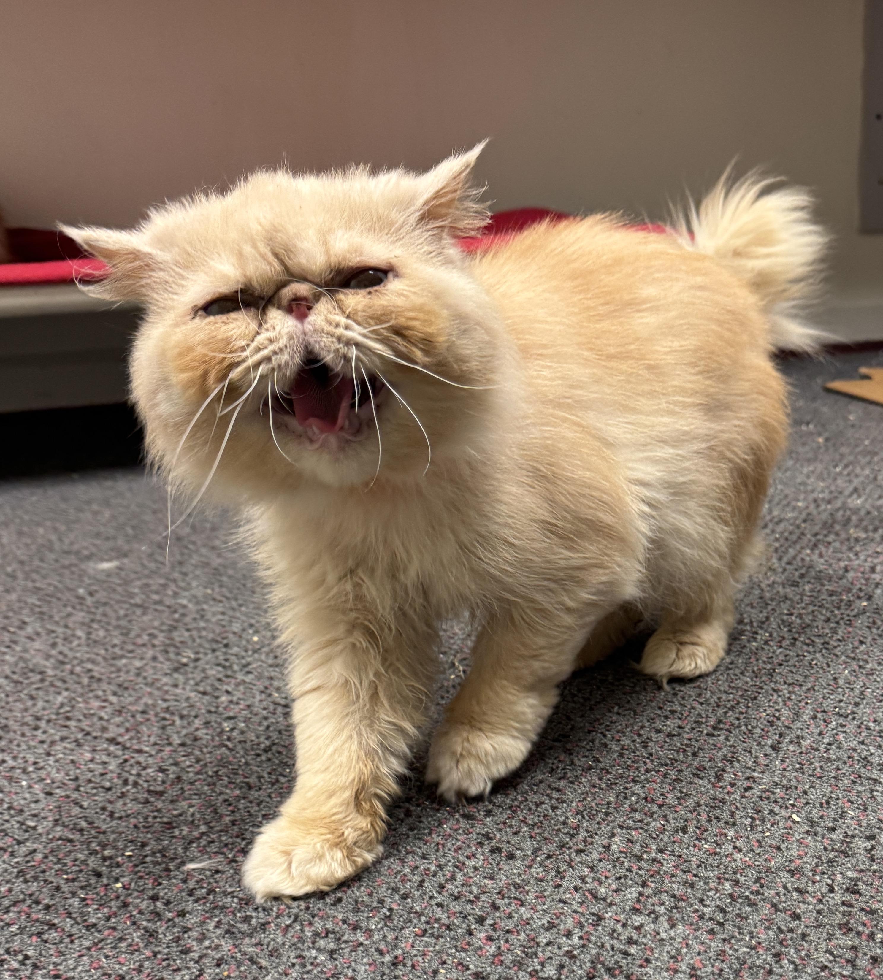 Enlarge Biscotti, a Adopted Persian in Albany, NY image 4/4