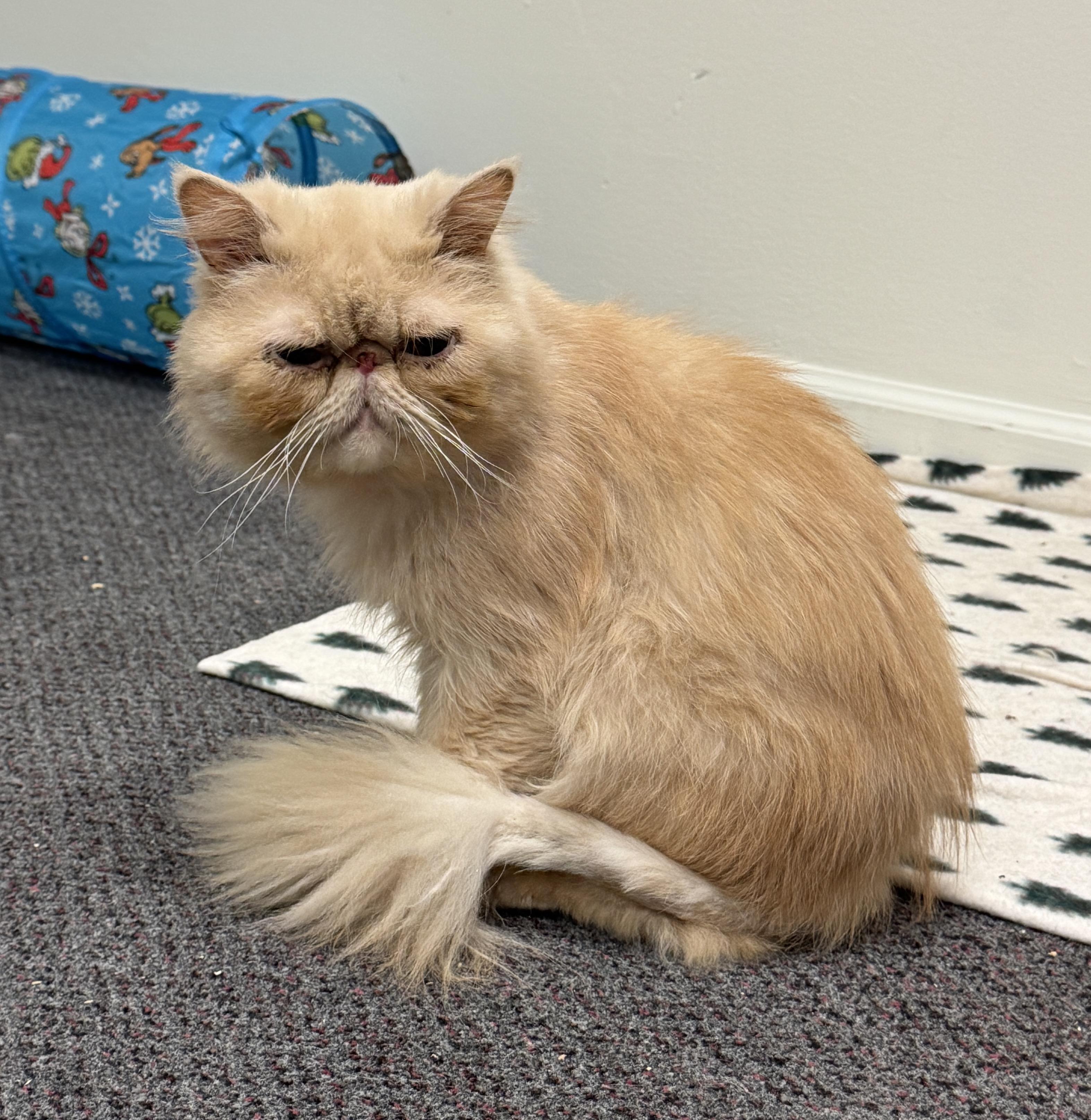 Enlarge Biscotti, a Adopted Persian in Albany, NY image 3/4