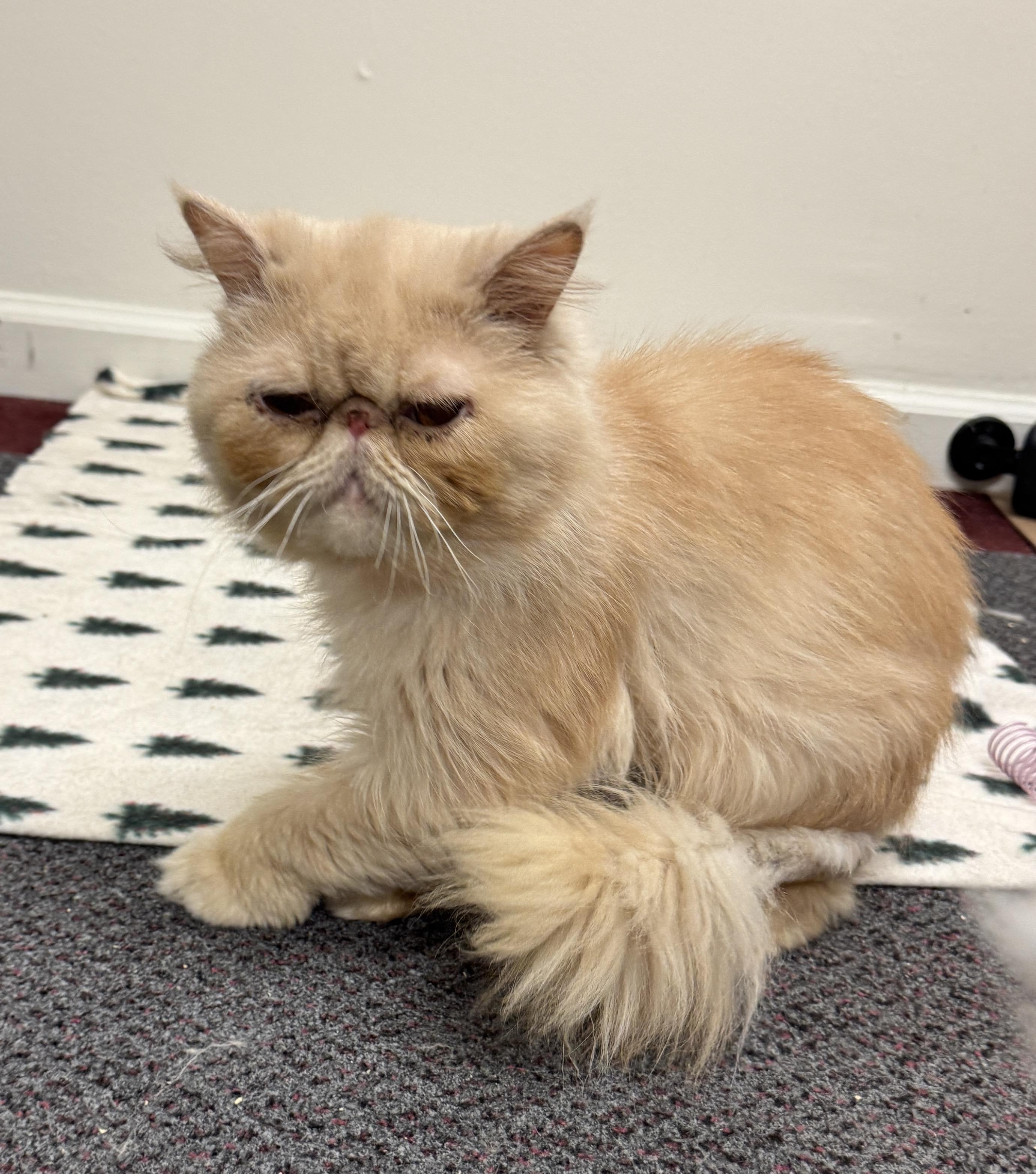 Enlarge Biscotti, a Adopted Persian in Albany, NY image 1/4
