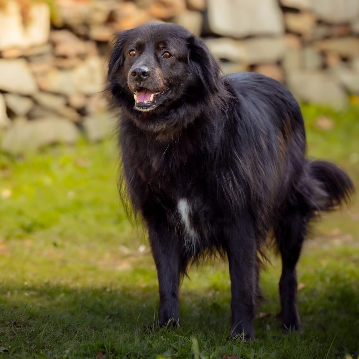 Clyde, ADOPTABLE, Adult Male Mixed Breed.