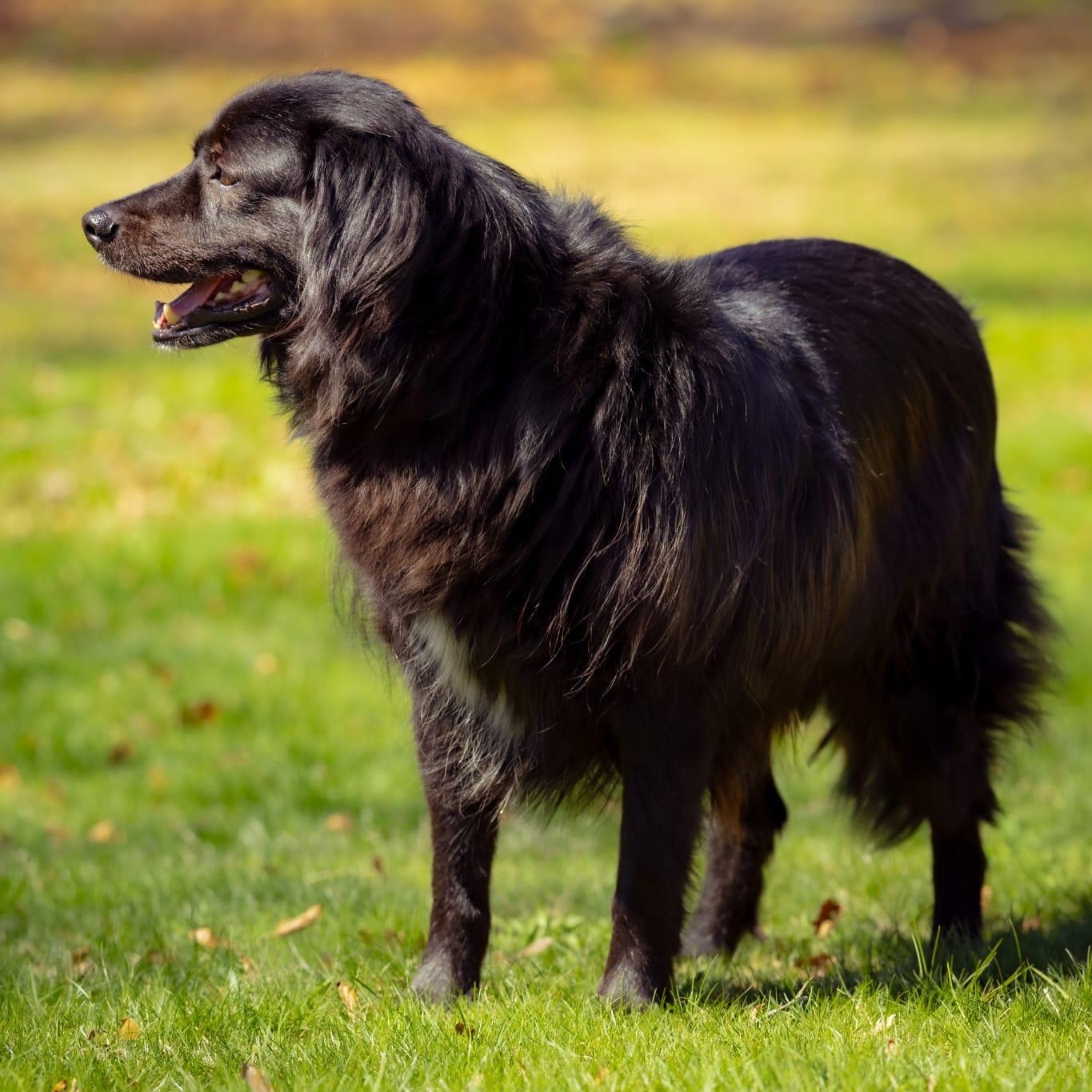 Clyde, a ADOPTABLE Mixed Breed in Head of Saint Margarets Bay, NS image 3/5